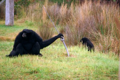 Friday 20-10-2017 Mogo Zoo  Threats are the usual: habitat loss due to logging, clearing for palm oil plantations and agriculture, poaching and hunting for the illegal pet trade. The Gibbon is also susceptible to zoonotic disease.   Zoonosis: a disease that can be transmitted from animals to people or, more specifically, a disease that normally exists in animals but that can infect humans.