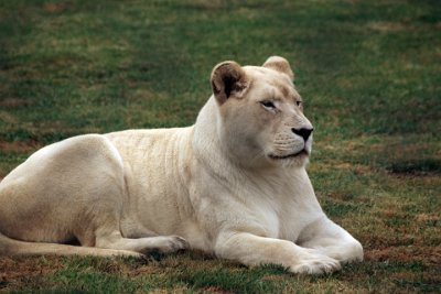 Friday 20-10-2017 Mogo Zoo - Lions  Up until 2009, when the first pride of white lions was reintroduced to the wild, it was widely believed that the white lion could not survive in the wild. It is for this reason that a large part of the population of white lions now reside in zoos