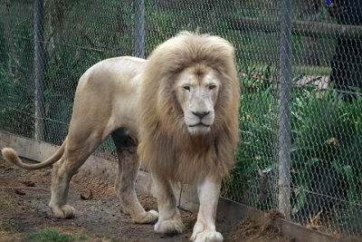 Friday 20-10-2017 Mogo Zoo  Lions are the second largest of the cat species.  Males have a thick mane surrounding their faces that becomes darker and fuller in maturity. The coat is short and generally tawny in colour, cubs are born with brown rosettes, disappearing with maturity.