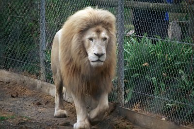 Friday 20-10-2017 Mogo Zoo  Lions are predatory carnivores preying on zebra, impala, wildebeest and buffalo. Individuals also hunt smaller prey: rodents, hares and reptiles. Females perform most of the hunting, primarily at night.