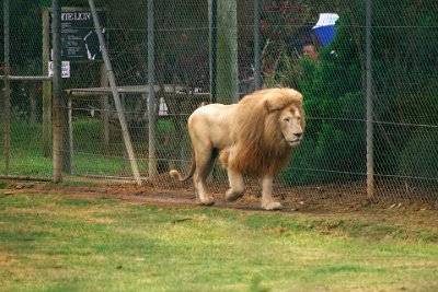 Friday 20-10-2017 Mogo Zoo  They are usually polygynous (one male, many females), with year-round breeding, peaking in rainy season.