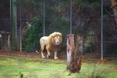 Friday 20-10-2017 Mogo Zoo  Dominant pride males have mating rights and females will often synchronously reproduce, nursing the young of other females. Females birth on territory outskirts and return when cubs can walk and raised in a crèche scenario. Females will come back into estrus quickly, if cubs are lost.