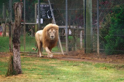 Friday 20-10-2017 Mogo Zoo  Lions are very social animals and live in family groups called prides of usually 5-20 but as big as 30-40.