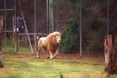 Friday 20-10-2017 Mogo Zoo  These prides generally consist of a dominant male or male coalition and 5-10 lionesses with offspring. Males rule for an average 2-3 yrs then triumphed by a stronger younger male. Pride takeovers are violent and usually lead to severe injury.