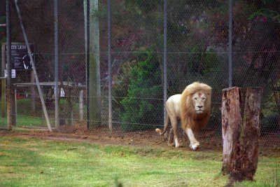 Friday 20-10-2017 Mogo Zoo  Lions have a broad habitat tolerance fthat extends from Sub-Sahara grassy plains, savannah woodlands to semi desert. Habitat is largely prey based.