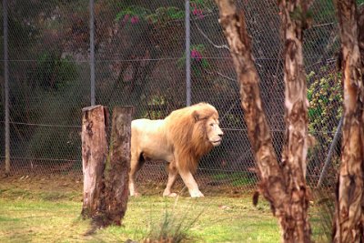 Friday 20-10-2017 Mogo Zoo  Their threats are poaching, habitat loss for land cultivation and livestock, disease and hunting to prevent livestock loss.