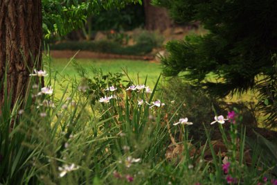 Friday 20-10-2017 Mogo Zoo  The gardens and parklands are beautifully maintained.