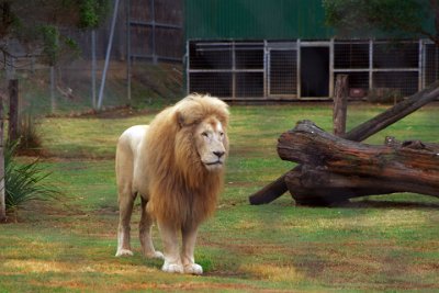 Friday 20-10-2017 Mogo Zoo  Lions once roamed most of Africa and parts of Asia and Europe. Today they are found only in parts of sub-Saharan Africa, except for one very small population of Asian lions that survives in India's Gir Forest.