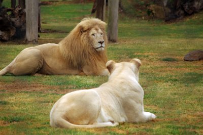 Friday 20-10-2017 Mogo Zoo  He stops pacing and goes and sits with the white lioness.