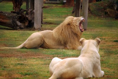 Friday 20-10-2017 Mogo Zoo  This is the biggest yawn you never want to see from the front.  With a mouth that opens this wide, he can bring down a zebra.