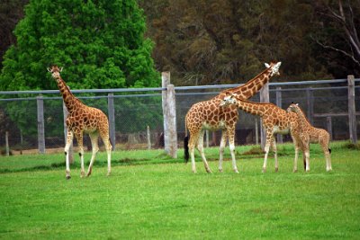 Friday 20-10-2017 Mogo Zoo  Giraffes are non-territorial living in home ranges which depend on food and water availability. Acute eyesight allows them to spot predators from a distance.