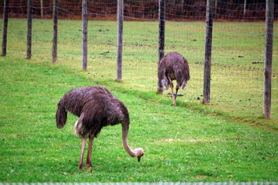 Friday 20-10-2017 Mogo Zoo  The dominant female will mate with the alpha male after complex mating rituals. Other females may mate with the alpha or passing males. All eggs are laid in a communal nest with the main hen taking the center position. Incubation is a shared duty between males and females