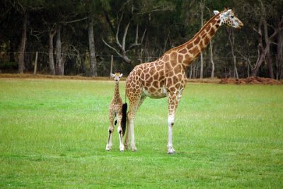 Friday 20-10-2017 Mogo Zoo   If threatened Giraffe can give powerful blows using their legs to kick. Despite their large size Giraffe can reach speeds of over 40km/h