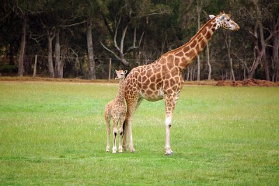 Friday 20-10-2017 Mogo Zoo  The Giraffe is the tallest land animal on earth, with a distinct long neck, lined with a short mane and a long, strong and dexterous tongue, around 45cm long.