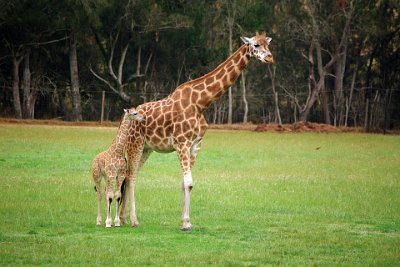 Friday 20-10-2017 Mogo Zoo  The Rothschild giraffe has a unique blotchy patterned coat, which does not extend past the lower leg.  These characteristics differentiate it from other species of giraffe.