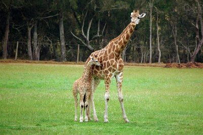 Friday 20-10-2017 Mogo Zoo  Horns are present on the tops of their heads known as ossicones, which are covered in a black tuft of hair. Males also develop calcium deposits on their head, which assist them during fights.