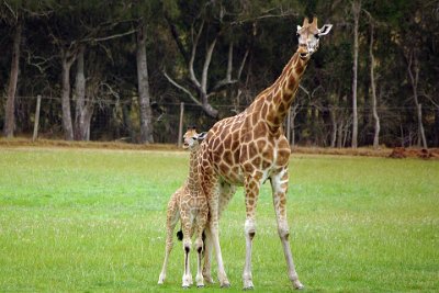 Friday 20-10-2017 Mogo Zoo  Mating occurs year-round although peaking during the rainy season. Female giraffe or ‘cows’ mate with local dominant males.