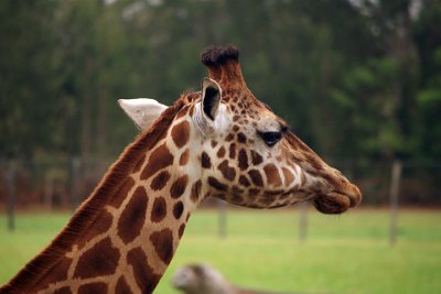 Friday 20-10-2017 Mogo Zoo   Bulls compete by sparring, standing side by side, swaying and curling their necks to thump each other. Fights can be fierce and result in severe injury. Half of their calves don’t survive their first year.