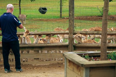 Friday 20-10-2017 Mogo Zoo  The fallow deer is native to Europe, but has been introduced to Antigua & Barbuda, Argentina, South Africa, Fernando Pó, São Tomé, Madagascar, Mauritius, Mayotte, Réunion, Seychelles, Comoro Islands, Morocco, Algeria, Tunisia, Cyprus, Israel, Cape Verde, Lebanon, Australia, New Zealand, Canada, the United States, the Falkland Islands, and Peru.