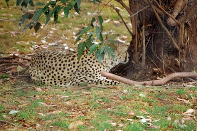 Friday 20-10-2017 Mogo Zoo  This is the fabulous Cheetah. It is found in wide range of habitats from open country, semi desert to dry savannah including light woodland. Cheetahs rely on tall grasses for camouflage and is diurnal. Males establish small territories while females migrate with prey herds. In areas where prey is non-migratory male and females have smaller overlapping ranges.