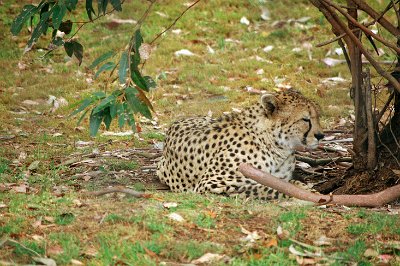 Friday 20-10-2017 Mogo Zoo  Cheetahs have excellent vision and are the fastest land mammal on earth.