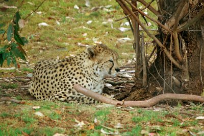 Friday 20-10-2017 Mogo Zoo  Cheetahs have a unique social organisation.  Females are solitary or accompanied by dependent young for up to 18 months. Males are either solitary or live in stable coalitions of two or three, usually brothers, living and working together to defend a territory. Single males may also join unrelated males and form coalitions.  Threats are the usual habitat loss and fragmentation, Illegal pet trade and hunting for their pelt. They are also threatened by conflict with livestock and game farmers.