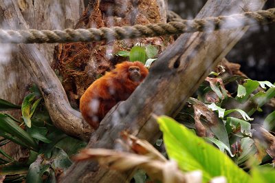 Friday 20-10-2017 Mogo Zoo  This is the Golden lion tamarin.  It is a small New World monkey native to the Atlantic coastal forests of Brazil. It is an endangered species with an estimated wild population of about 3,500 individuals spread between four places along southeastern Brazil.  There is also a captive population maintained at about 490 individuals among 150 zoos.