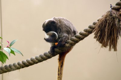 Friday 20-10-2017 Mogo Zoo  This is the Emperor tamarin. It is a species of tamarin allegedly named for its resemblance to the German Emperor Wilhelm II.  It lives in the southwest Amazon Basin, in east Peru, north Bolivia and in the west Brazilian states of Acre and Amazonas.