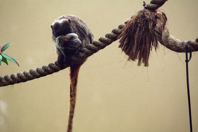 Friday 20-10-2017 Mogo Zoo  Emperor tamarins are listed by the International Union for Conservation of Nature (IUCN) as a species of  Least Concern  (Hooray!) , and there are no conservation efforts aimed directly towards this species of primates. Emperor tamarins populations have been in decline due to threats of deforestation and human encroachment. Forest fragmentation has become a huge problem for arboreal primate species in the neotropics: fragmentation causes the tamarins range to be restricted, causing populations to be isolated.