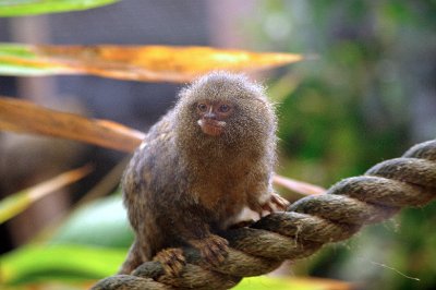 Friday 20-10-2017 Mogo Zoo  This cute little fellow is the Pygmy Marmoset.  It is diurnal and has an  arboreal lifestyle with squirrellike patterns of locomotion.  It can leap up to 5m.