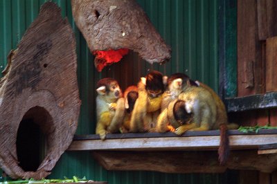 Friday 20-10-2017 Mogo Zoo  These are Bolivian Squirrel monkeys. Squirrel monkeys are New World monkeys that live in the tropical forests of Central and South America in the canopy layer. The common squirrel monkey is captured for the pet trade and for medical research but it is  not threatened . However, two squirrel monkey species (not Mogo Zoo's) are threatened: the Central American squirrel monkey and the black squirrel monkey are listed as vulnerable by the IUCN.