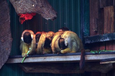 Friday 20-10-2017 Mogo Zoo  Squirrel monkeys live together in multimale/multifemale groups with up to 500 members.  Their small body size also makes them susceptible to predators such as snakes and felids. Squirrel monkeys are omnivores, eating primarily fruits and insects. Occasionally, they also eat seeds, leaves, flowers, buds, nuts, and eggs.