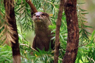 Friday 20-10-2017 Mogo Zoo  These Oriental Small-clawed Otters and were bred in captivity by Taronga Zoo at Dubbo. The small-clawed otter inhabits mangrove swamps and freshwater wetlands in South and Southeast Asia. It lives in extended family groups with only the alpha pair breeding; offspring from previous years help to raise the young. Due to ongoing habitat loss, pollution, and hunting in some areas, it is listed as Vulnerable on the IUCN Red List.