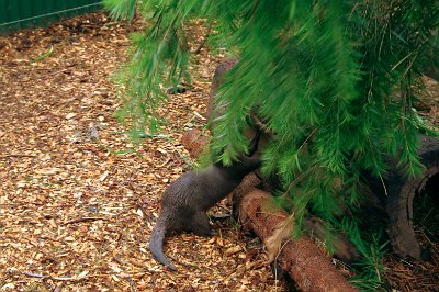 Friday 20-10-2017 Mogo Zoo  We wondered what this one was doing by ripping branches from the tree.