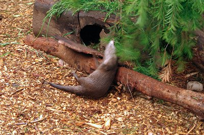 Friday 20-10-2017 Mogo Zoo  It was really cute to watch.