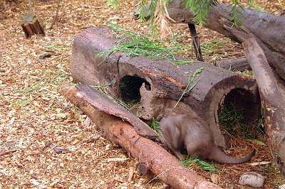 Friday 20-10-2017 Mogo Zoo  They move too quickly  to get a good picture.