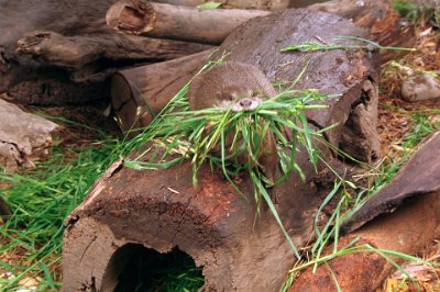 Friday 20-10-2017 Mogo Zoo  It turns out that it was building a nest in the hollow log.  The original news release said that they were all brothers but I suspect some females have joined the family.