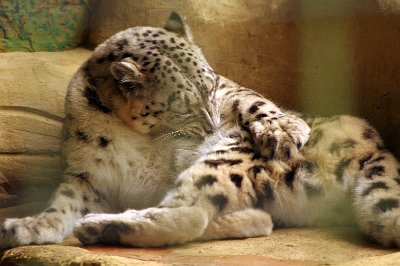 Friday 20-10-2017 Mogo Zoo  This is the female Snow Leopard. She sits alone in her part of the cell.