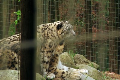 Friday 20-10-2017 Mogo Zoo  The male is Ilyan, the Zoo's 5 year old Snow Leopard. Ilyan arrived at Mogo Zoo in 2010 from Sweden at just 2 years of age.  After arriving in a foreign country, and Ilyan not being able to understand his new keeper's commands in English, it was necessary for Mogo Zoo  to retain the services of a Swedish interpreter in order to teach Ilyan's keepers how to communicate with him.