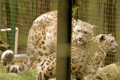 Friday 20-10-2017 Mogo Zoo  The snow leopard is a large cat native to the mountain ranges of Central and South Asia. It is listed as Vulnerable on the IUCN Red List of Threatened Species; the global population is estimated to number less than 10,000 mature individuals and to decline about 10% in the next 23 years. As of 2016, the global population was estimated at 4,500 to 8,745 mature individuals.