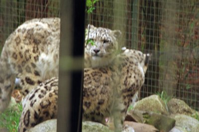 Friday 20-10-2017 Mogo Zoo  Snow leopards have several adaptations for living in a cold, mountainous environment. Their bodies are stocky, their fur is thick, and their ears are small and rounded, all of which help to minimize heat loss. Their paws are wide, which distributes their weight better for walking on snow, and they have fur on their undersides to increase their grip on steep and unstable surfaces; it also helps to minimize heat loss. Snow leopards' tails are long and flexible, helping them to maintain their balance, which is very important in the rocky terrain they inhabit. Their tails are also very thick due to fat storage and are very thickly covered with fur, which allows them to be used like a blanket to protect their faces when asleep.