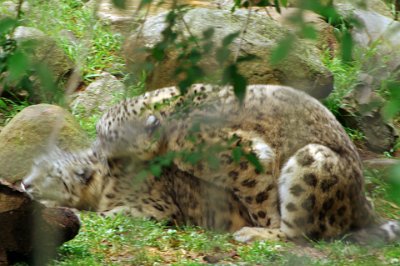 Friday 20-10-2017 Mogo Zoo  Oh dear! Oh goodness me!  Good heavens, he's hurting her!