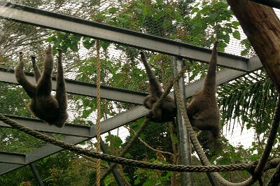 Friday 20-10-2017 Mogo Zoo  This may be the Francois leaf monkey but I can't see its face.