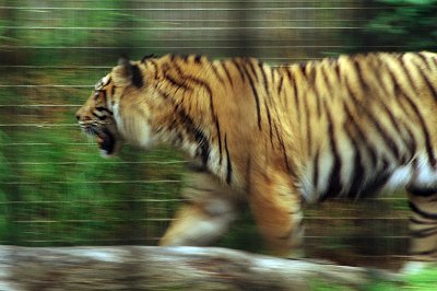 Friday 20-10-2017 Mogo Zoo  This poor beast is the Sumatran Tiger.  It is a tiger subspecies that lives in the Indonesian island of Sumatra and it was listed as Critically Endangered on the IUCN Red List in 2008, as the population was estimated at 441 to 679 individuals, with no subpopulation larger than 50 individuals and a declining trend.