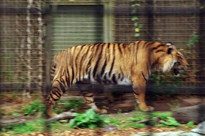 Friday 20-10-2017 Mogo Zoo  The Sumatran tiger is the only surviving population of the Sunda Islands' group of tigers that included the now extinct Bali and Javan tigers. Sequences from complete mitochondrial genes of 34 tigers support the hypothesis that Sumatran tigers are diagnostically distinct from mainland subspecies. It makes me so sad to read things like this.