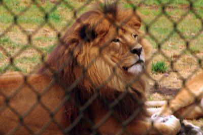 Friday 20-10-2017 Mogo Zoo  This tawny coloured Lion King sits looking very regal.