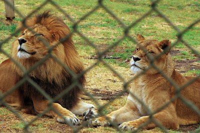 Friday 20-10-2017 Mogo Zoo  They pose majestically.