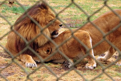 Friday 20-10-2017 Mogo Zoo  Having a snuggle.  I thought this was lovely.