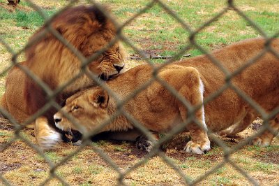 Friday 20-10-2017 Mogo Zoo  She gets a quick little affectionate bite on her neck.