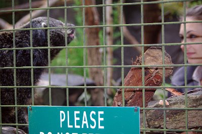 Friday 20-10-2017 Mogo Zoo  The binturong (also known as bearcat) is a viverrid native to South and Southeast Asia. It is uncommon in much of its range, and has been assessed as Vulnerable on the IUCN Red List . Although called 'bearcat', this omnivorous mammal is related to neither bears nor cats but to the palm civets of Asia. The binturong is one of only two carnivores with a prehensile tail (the other is the kinkajou).